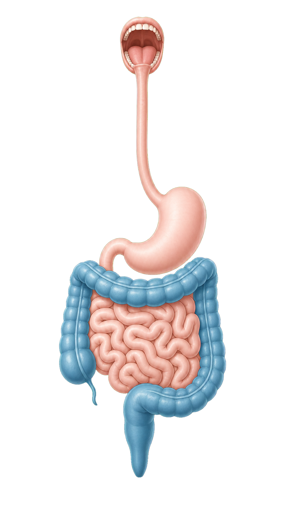 Dickdarm als Ort einer Colitis ulcerosa
